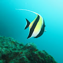 Moorish Idol