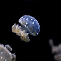 Spotted Jelly