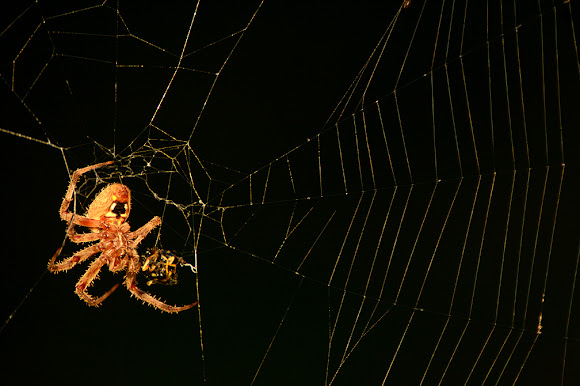 Spotting Image 1
