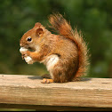 North American Red Squirrel