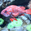 Vermilion rockfish