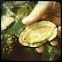 Mossy Chiton