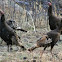 Wild Turkey