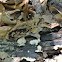 Shelf fungi