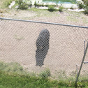 Black bear