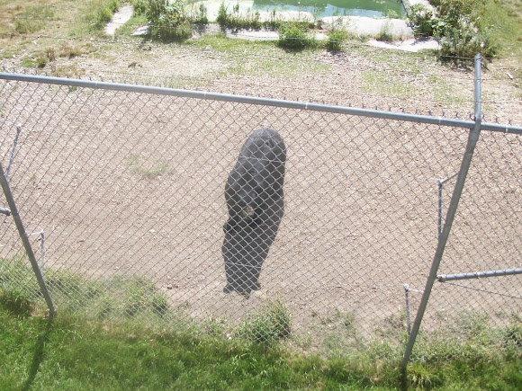 Spotting Image 1