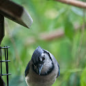 Northern Blue Jay