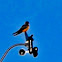 Barn Swallow