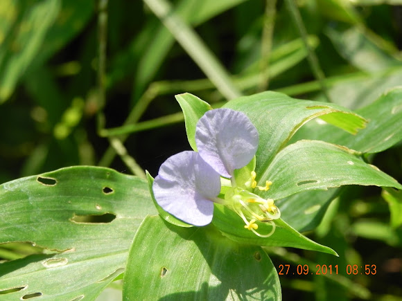 Spotting Image 1