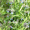 Comfrey