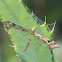 Plume Moth
