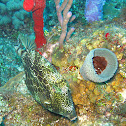 Honeycomb cowfish