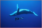 freediving.jpg