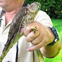 Sparrowhawk