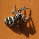 Zebra spider