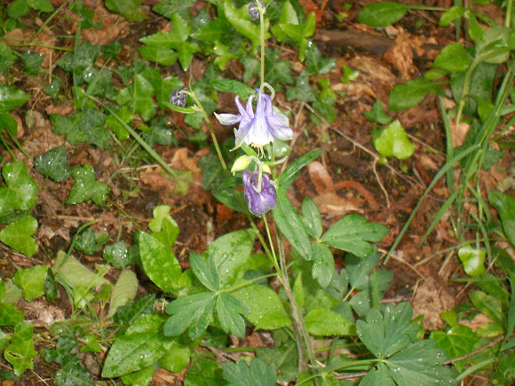 Spotting Image 1