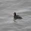 Surf Scoter