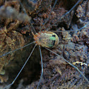 Opiliones