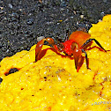 assassin bug