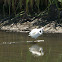 Snowy Egret