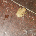 tree frog
