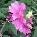 Common mallow