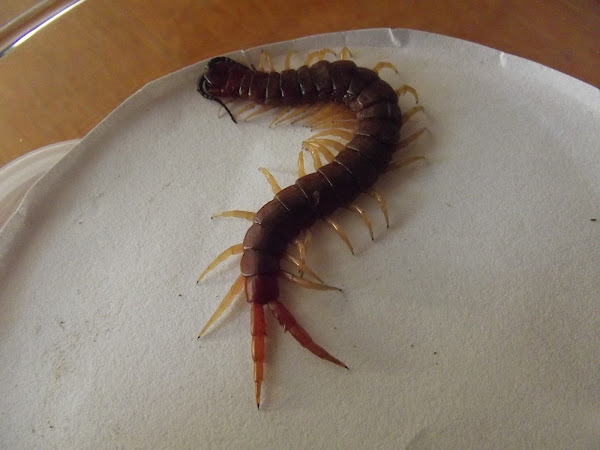 Orange Footed Centipede Project Noah