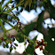 Ackee (or Akee)