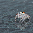 Jumping Spider