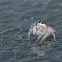 Jumping Spider