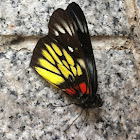 Jezebel