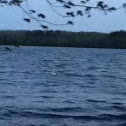 Swan