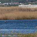 Coot; Focha Común