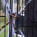 St Andrews cross spider