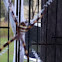 St Andrews cross spider