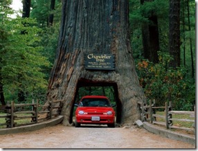 normal_Chandelier Tree, Leggett, California