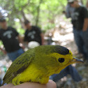 Wilson's Warbler