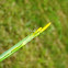 Cricket