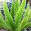 Fox Tail Fern