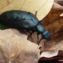 Blister Beetle