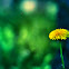Taraxacum officinale