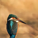 kingfisher - Martin Pescatore