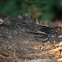 baby robin
