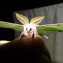 Luna Moth
