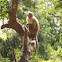 Toque macaque