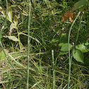 Horsetail