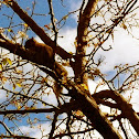 Squirrel 
