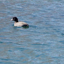 American Coot