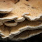 Tree Fungus 