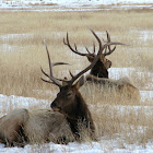 Elk